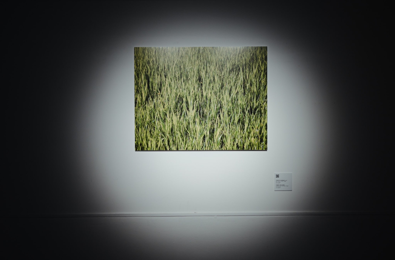 Untitled, from the series “Grass”